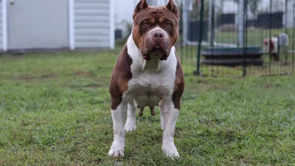Two dogs playing in the yard