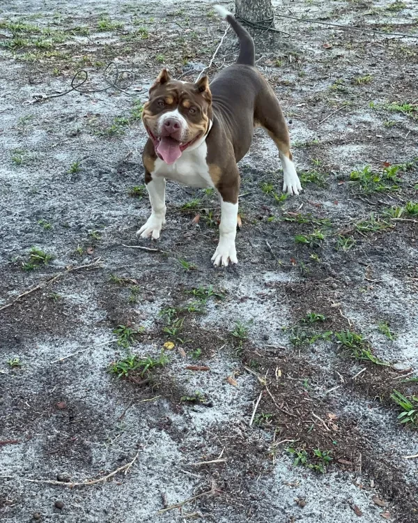 Currency sitting in the yard smiling