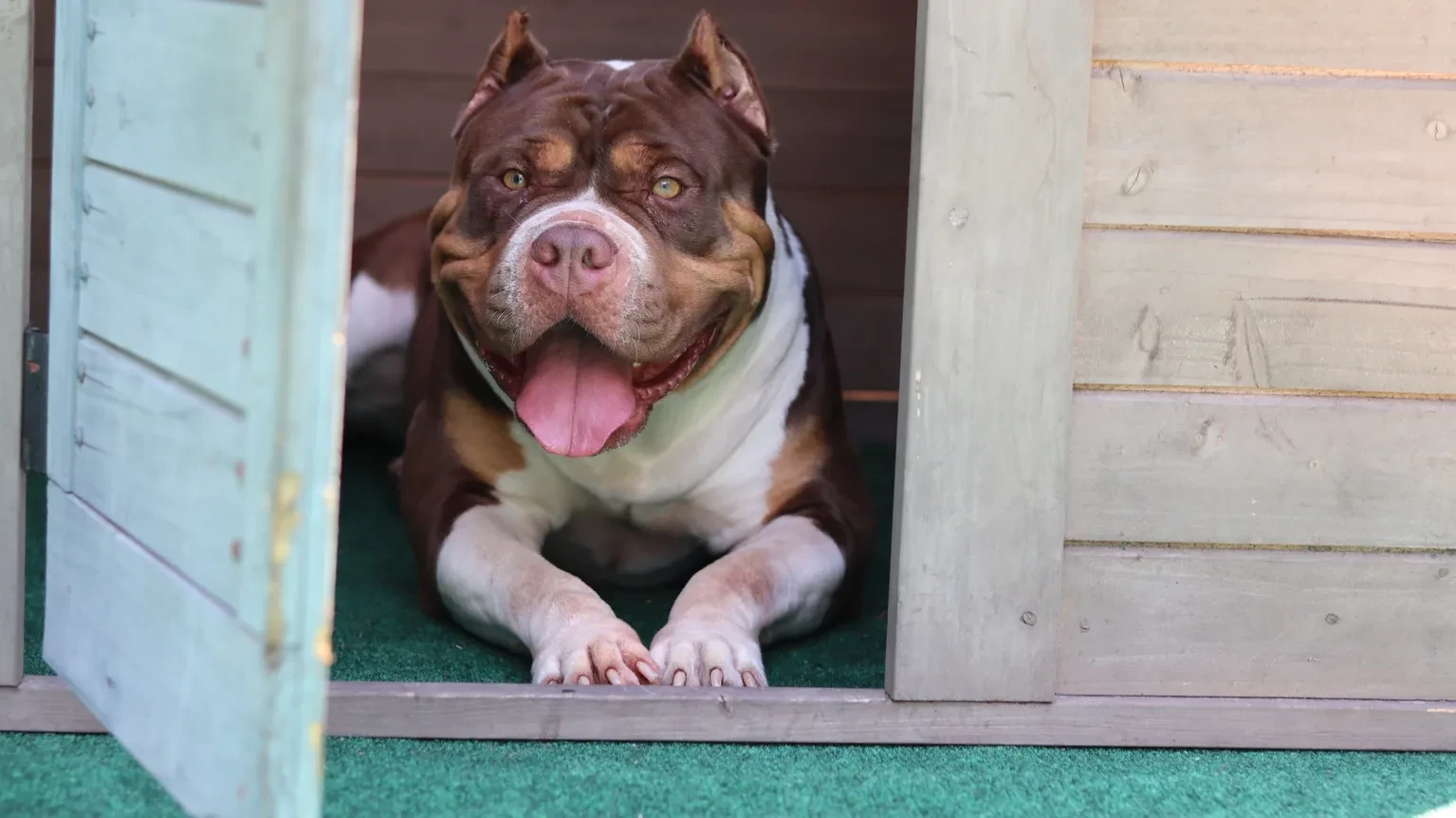 XL American Bully dog at Currency Kennels