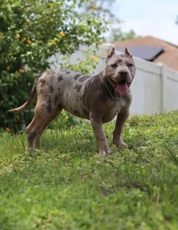 Mula walking toward camera on grass