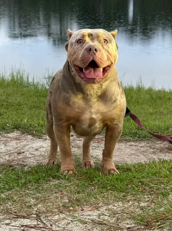 Mula at park picnic area
