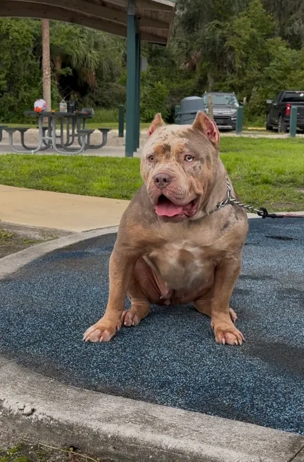 Mula with pink bows and chain collar