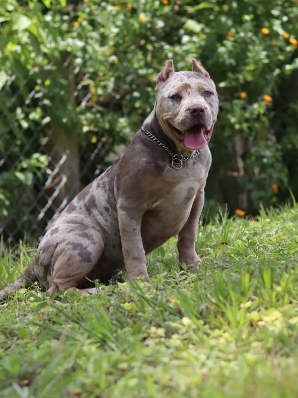 Two pit bulls playing in grassy yard