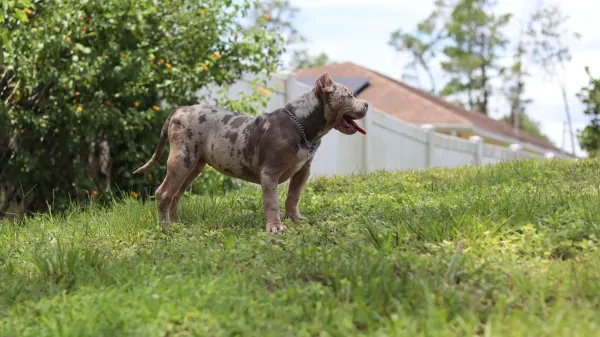 Mula standing in backyard grass